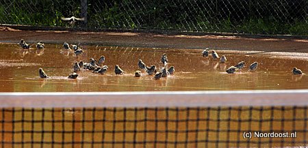 07070150 mussen in plassen op tennisbaan
