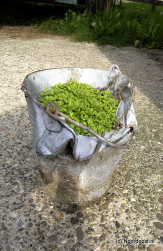 01083051 emmer met onkruid