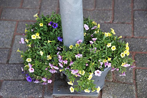 17090950 Nieuwe bloemen op terras