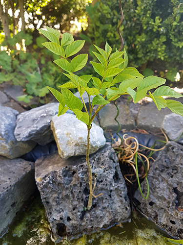 20180506 BoomuitSteen 500