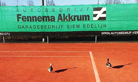 150404 Eenden op de baan 400