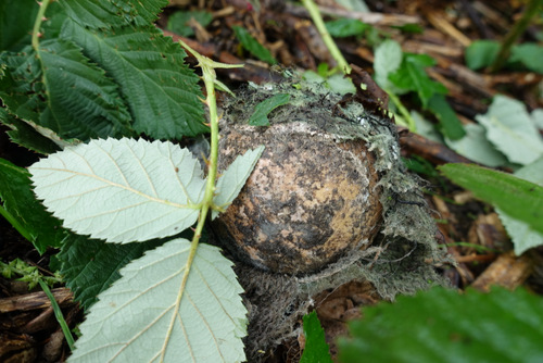180909 Herfstklussendag 1