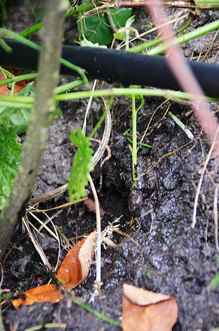 190706 Klussendag 3 Tennis Akkrum Druppelslang aan het werk 450
