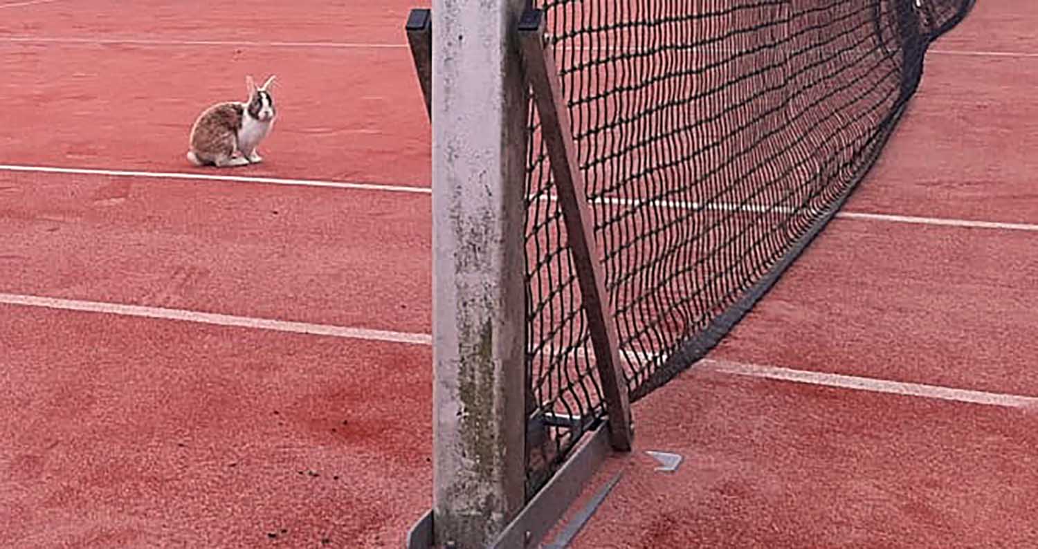 250606 TVA konijnopdebaan